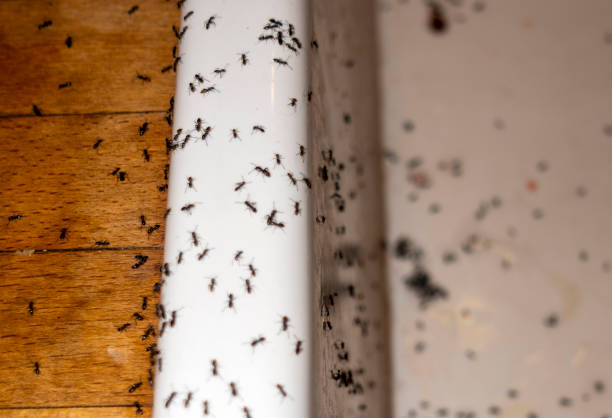 Best Spider Control Near Me  in La Presa, CA