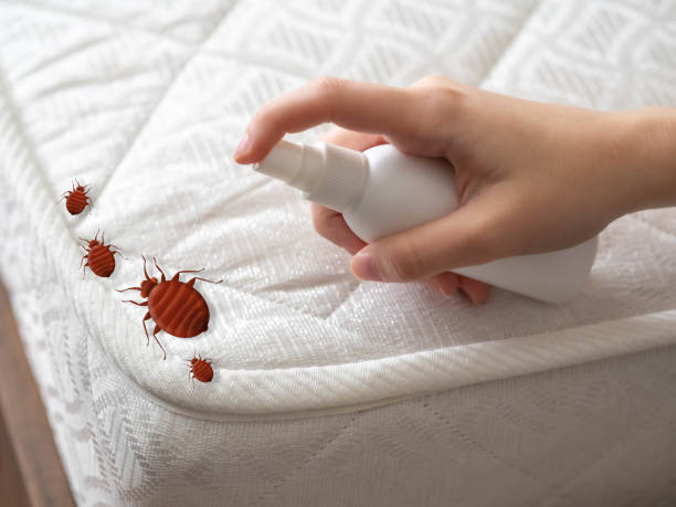 Best Mosquito Control Services  in La Presa, CA