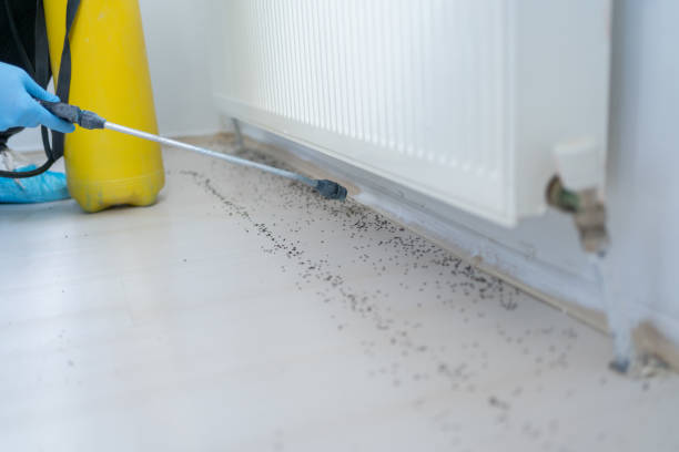 Best Bed Bug Extermination  in La Presa, CA